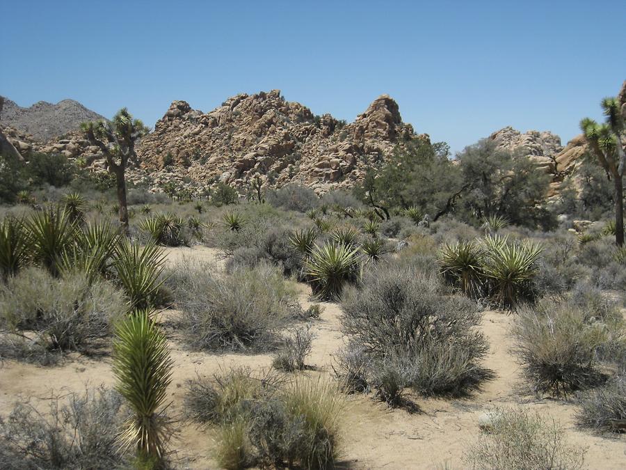 Joshua Tree National Park