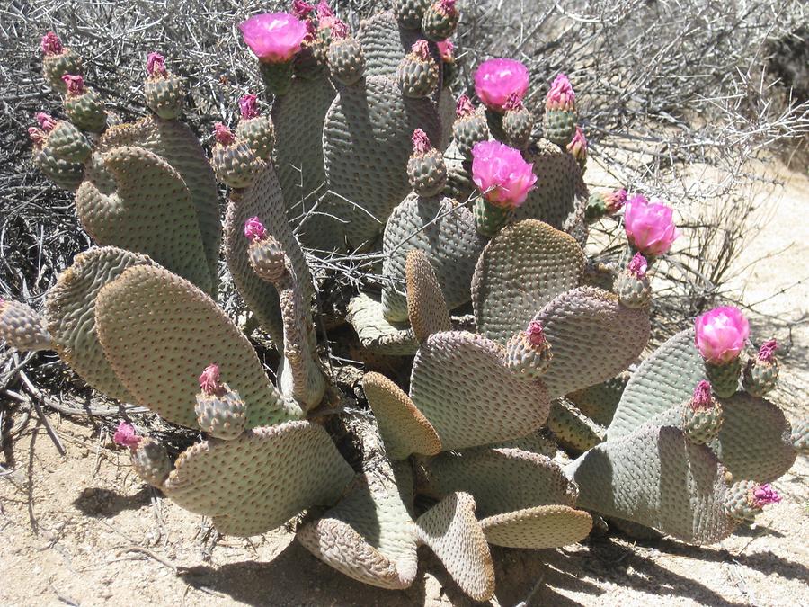 Joshua Tree National Park