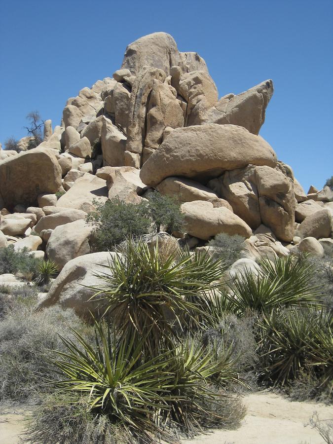 Joshua Tree National Park