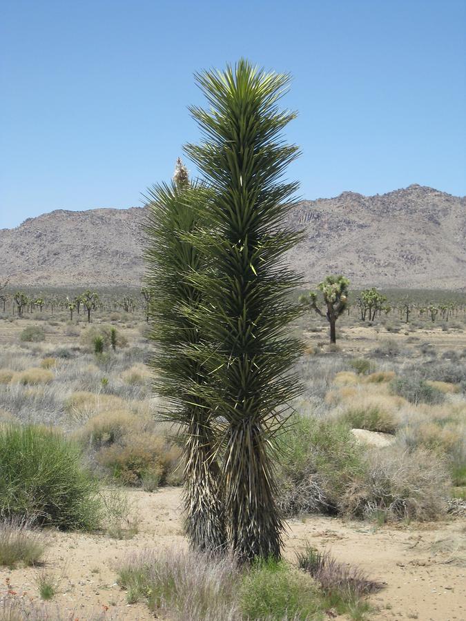 Joshua Tree National Park