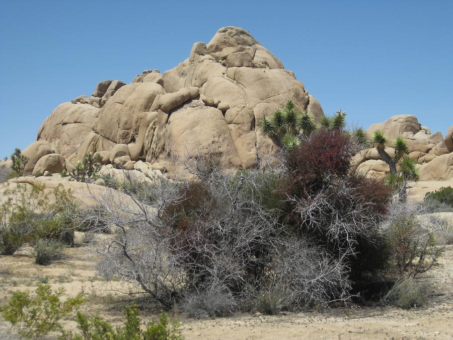 Joshua Tree National Park