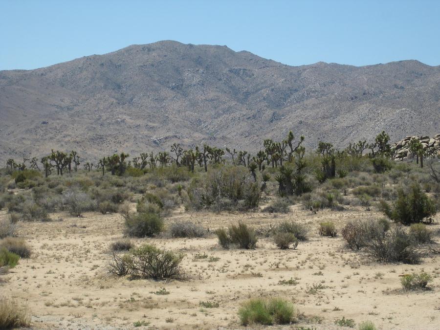 Joshua Tree National Park