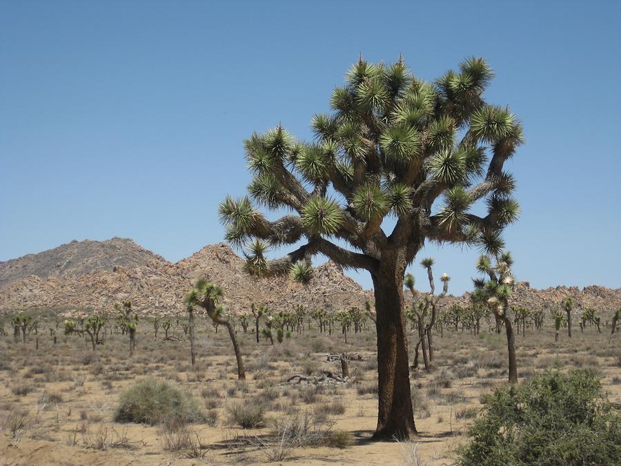 Joshua Tree National Park