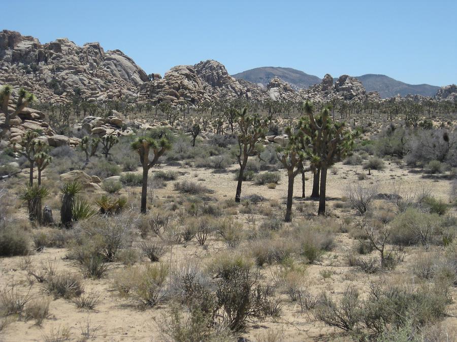 Joshua Tree National Park