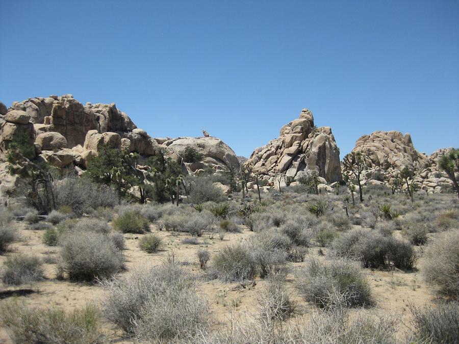 Joshua Tree National Park