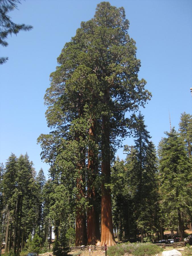 Sequoia Kings Canyon National Park