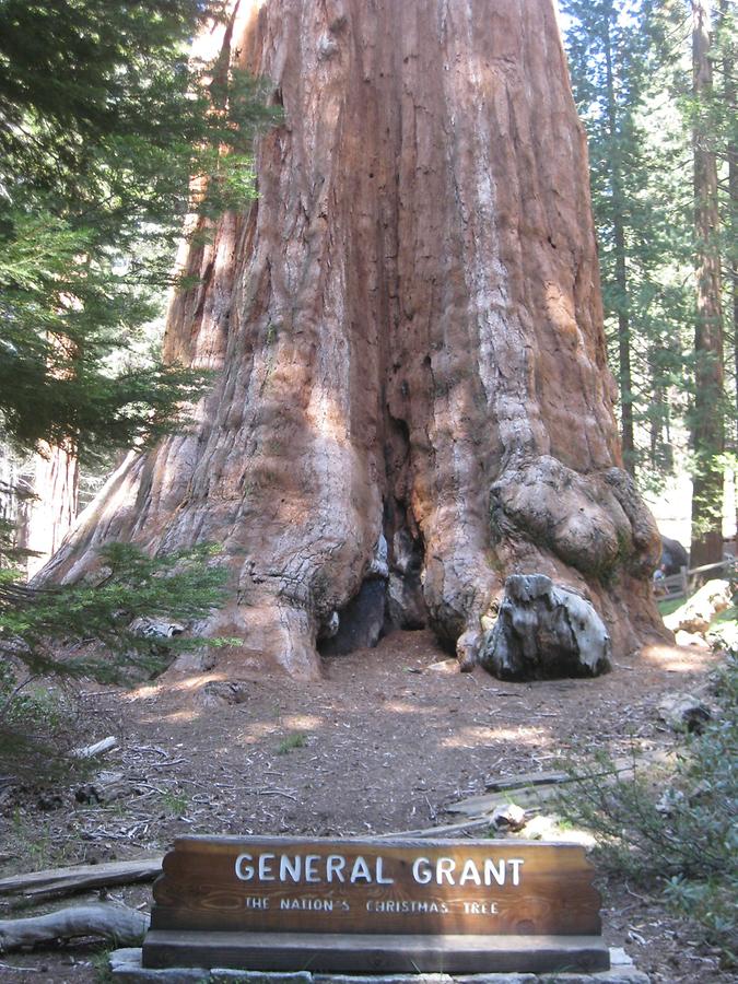 Sequoia Kings Canyon National Park General Grant