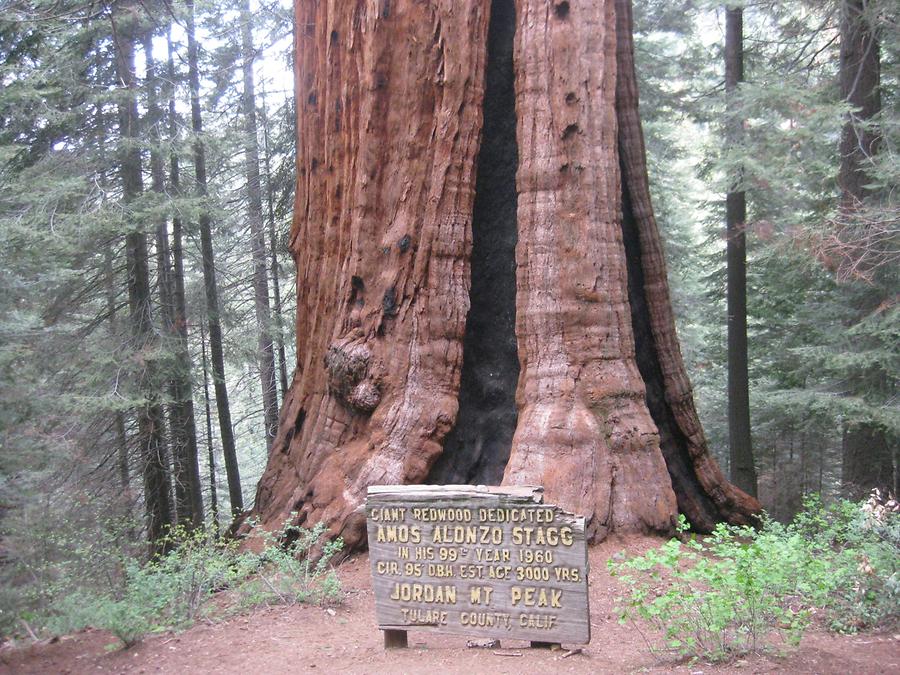 Sequoia National Forest Sequoia Crest Stagg Tree