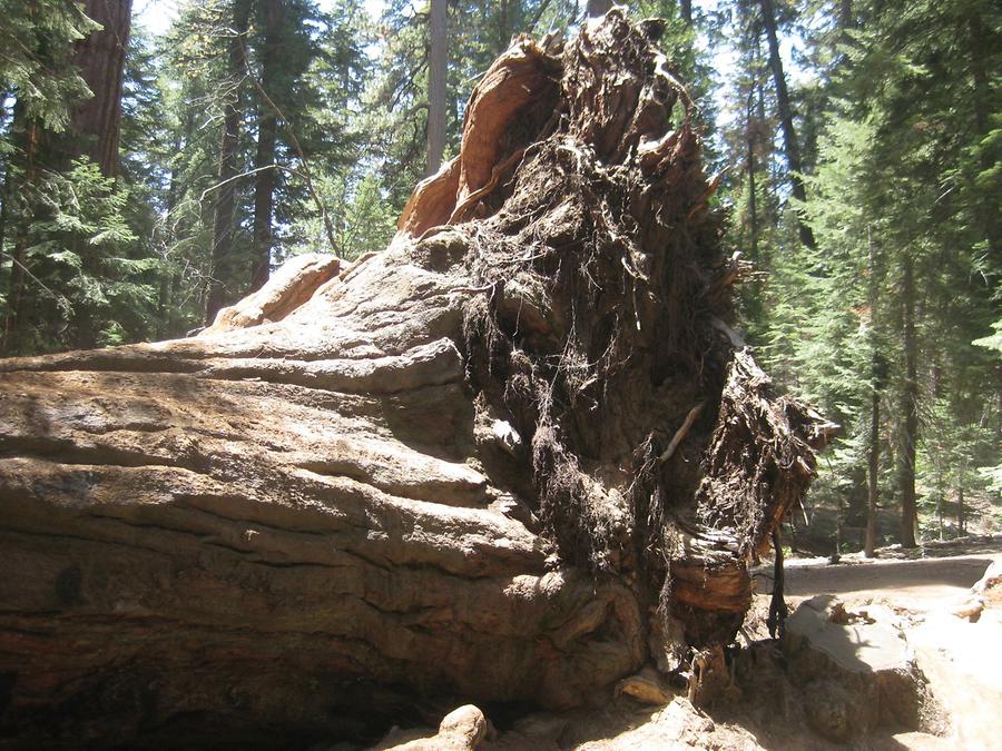 Sequoia National Forest Trail of 100 Giants