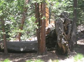 Sequoia NF Trail of 100 Giants (3)