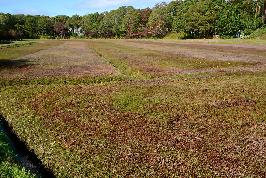 Landscape near Dennis