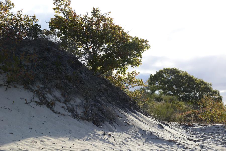 Race Point Beach