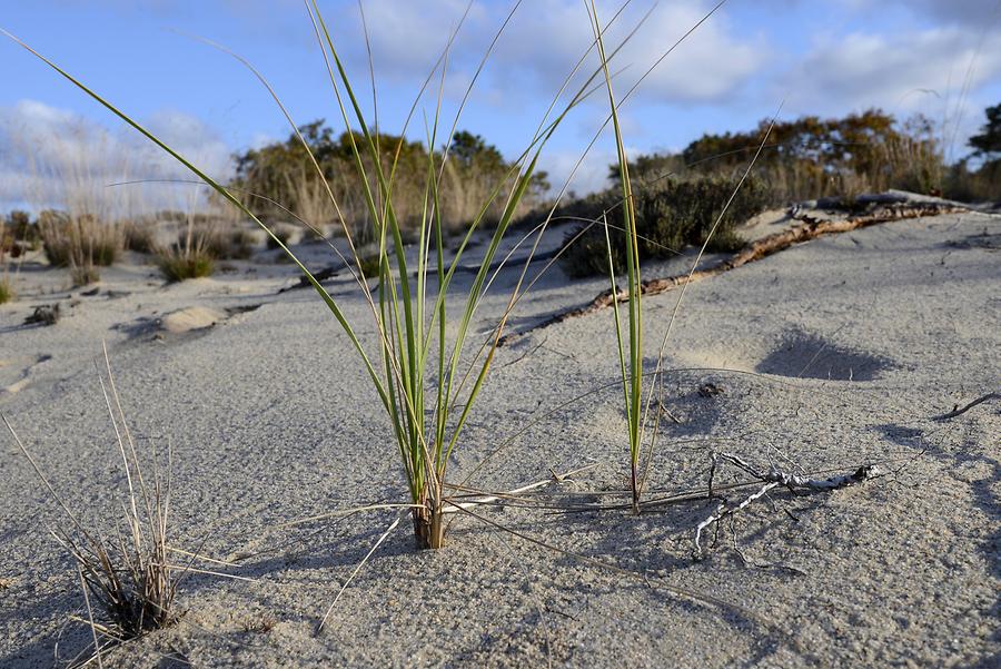 Race Point Beach