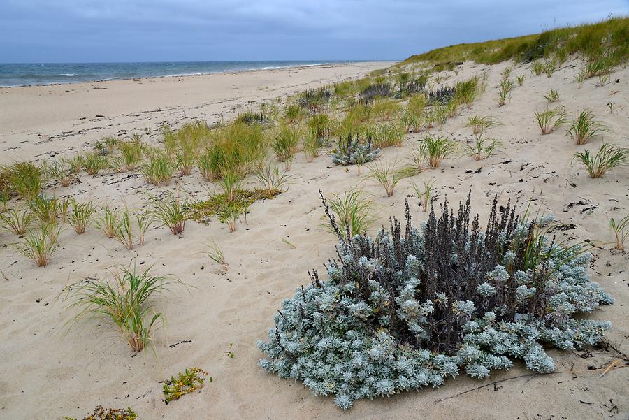 Race Point Beach