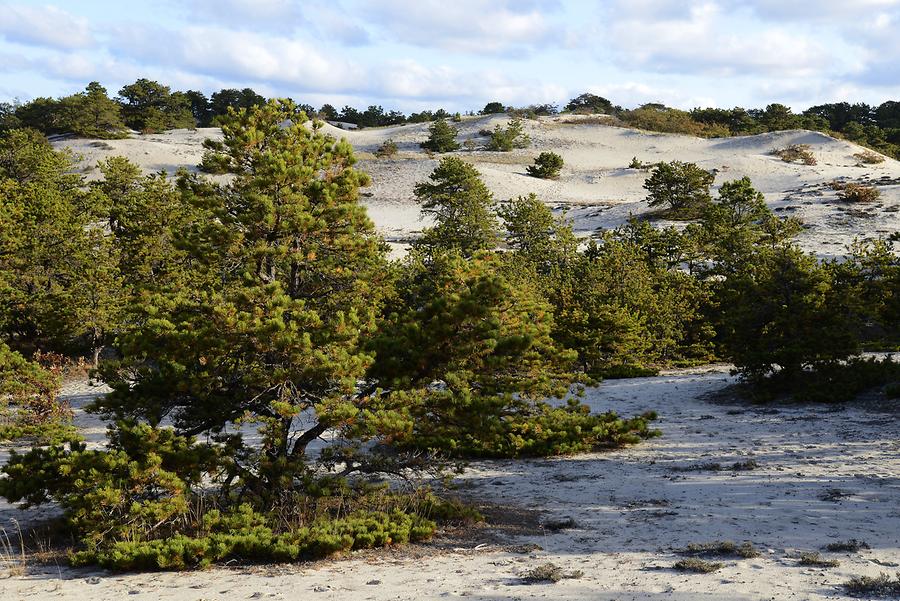 Race Point Beach