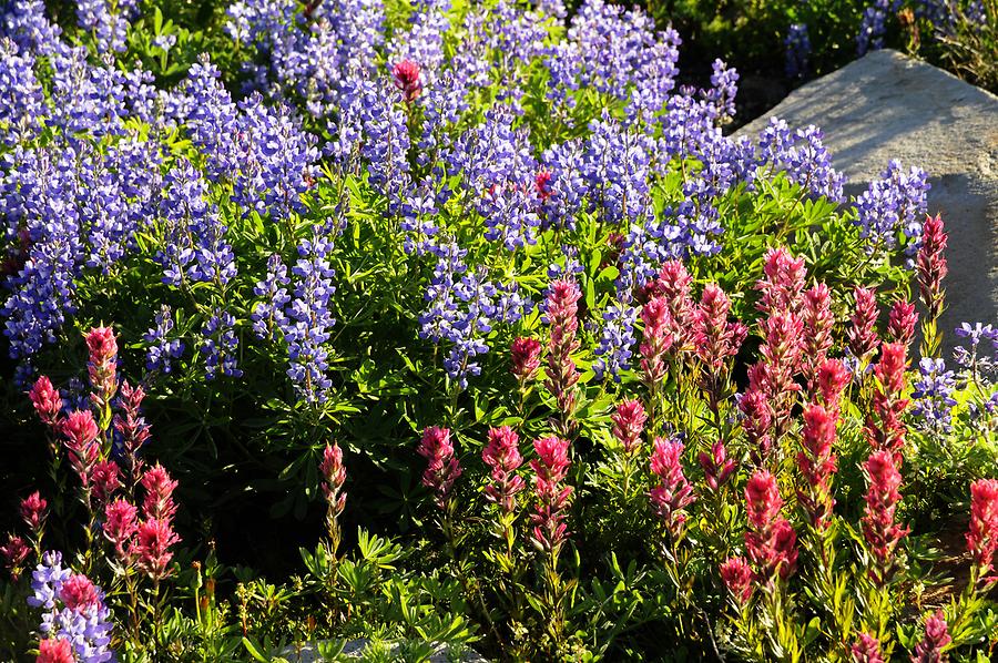 Mount Rainier - Vegetation