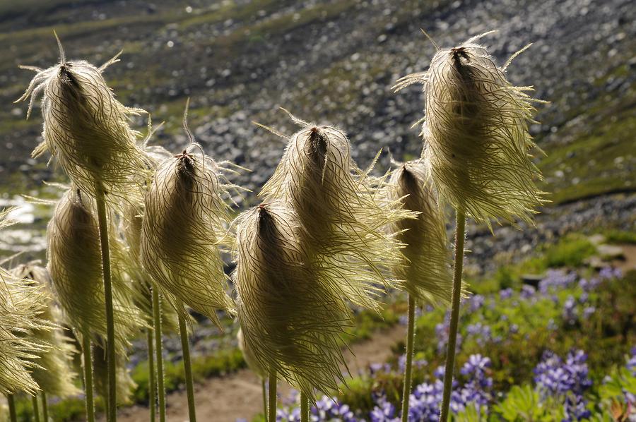 Mount Rainier - Vegetation