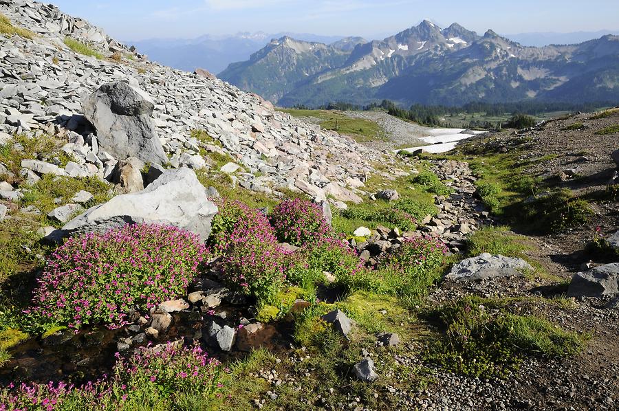 Mount Rainier - Vegetation