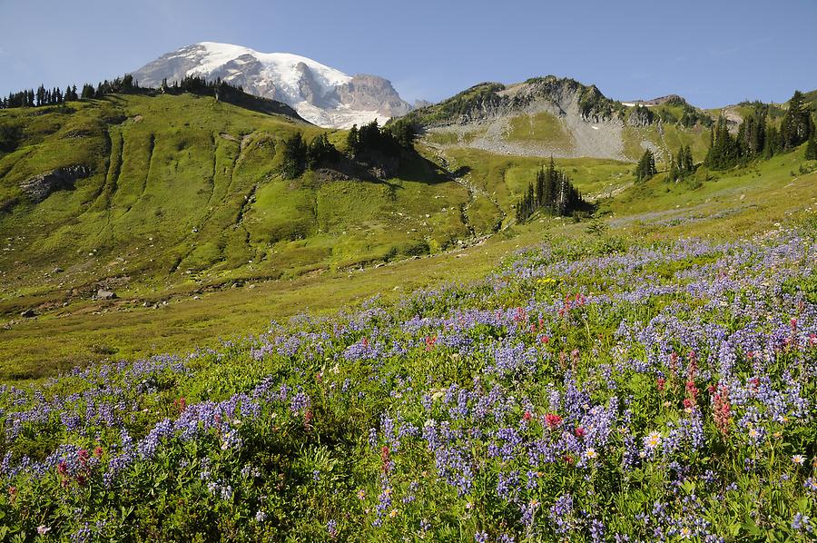 Mount Rainier - Vegetation