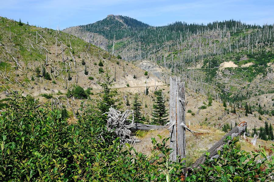 Mount St. Helens - Forest