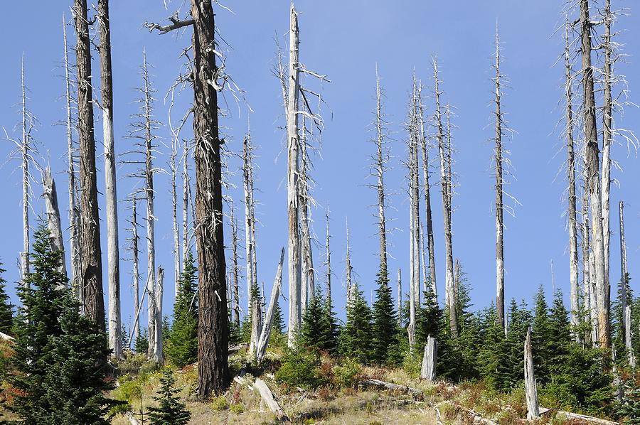 Mount St. Helens - Forest