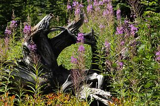 Mount St. Helens - Forest (3)