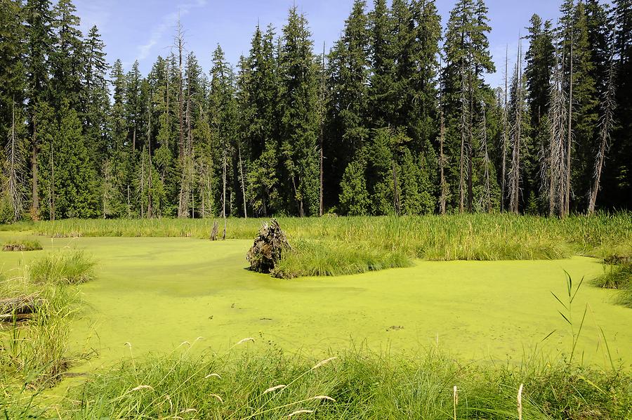 Mount St. Helens - Swamp