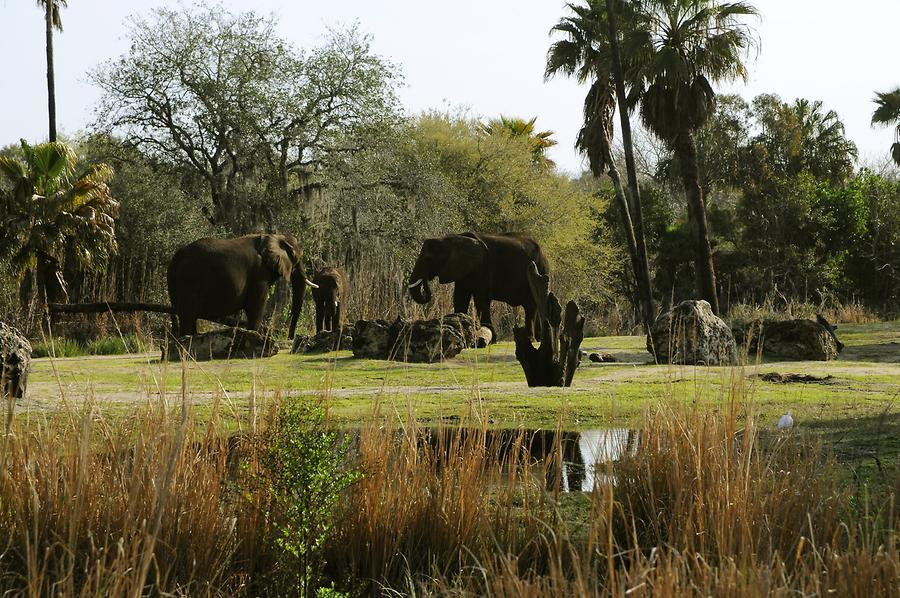 Animal Kingdom - 'Africa'; Elephants