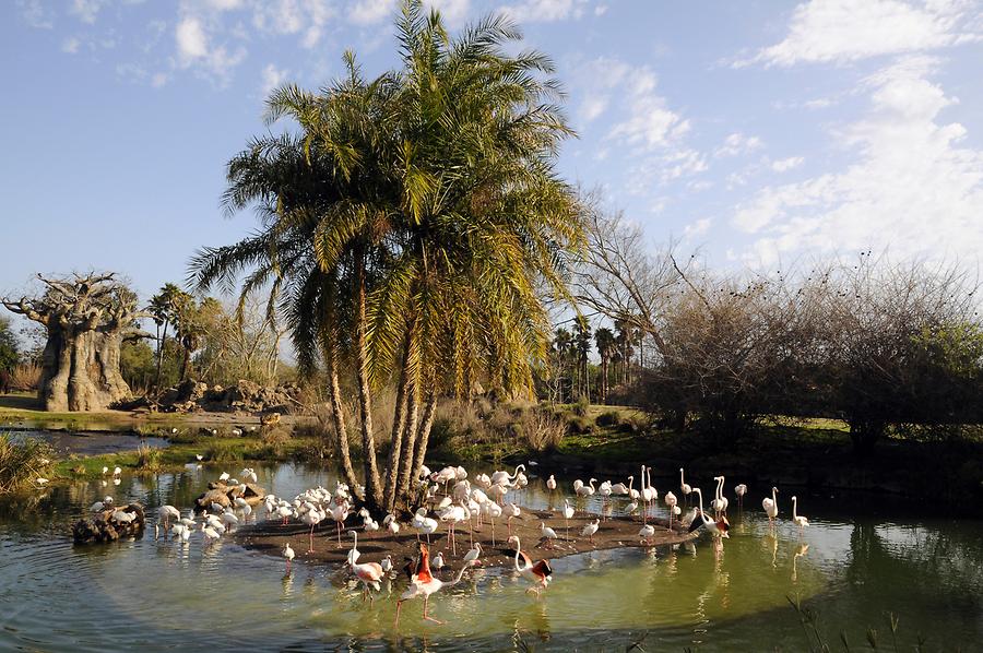 Animal Kingdom - 'Africa'; Flamingoes