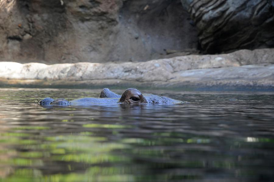 Animal Kingdom - 'Africa'; Hippo