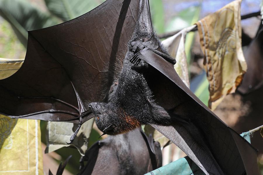 Animal Kingdom - 'Asia'; Flying Fox