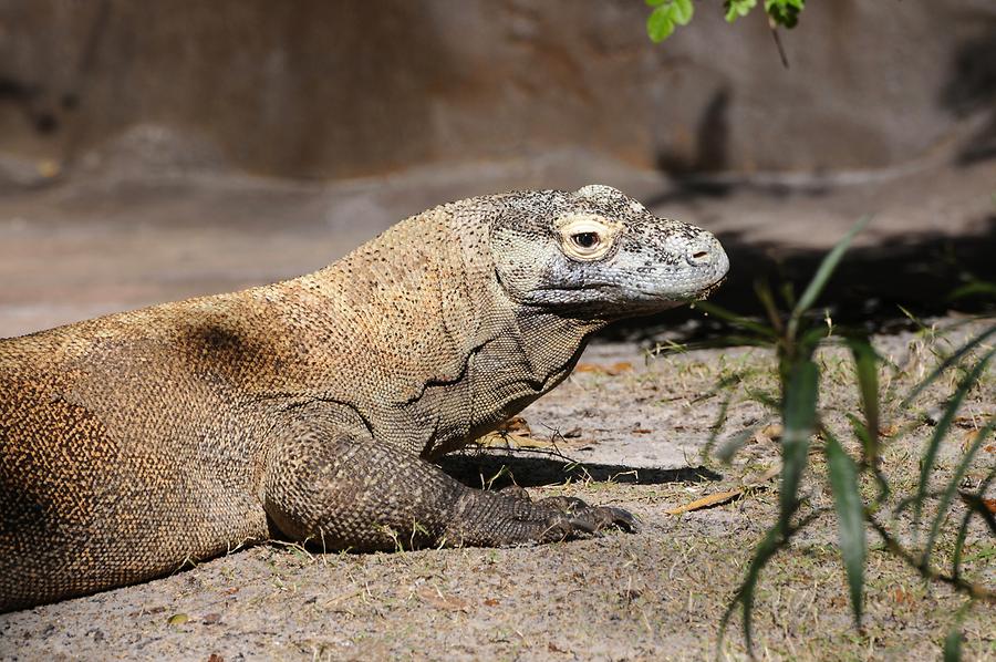 Animal Kingdom - 'Asia'; Komodo Dragon