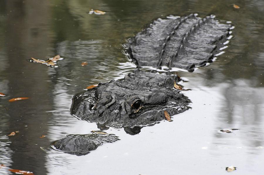 St. Augustine Alligator Farm Zoological Park - Alligator