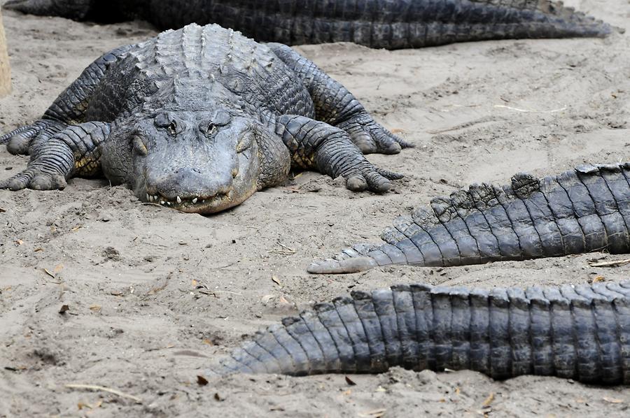 St. Augustine Alligator Farm Zoological Park - Alligators