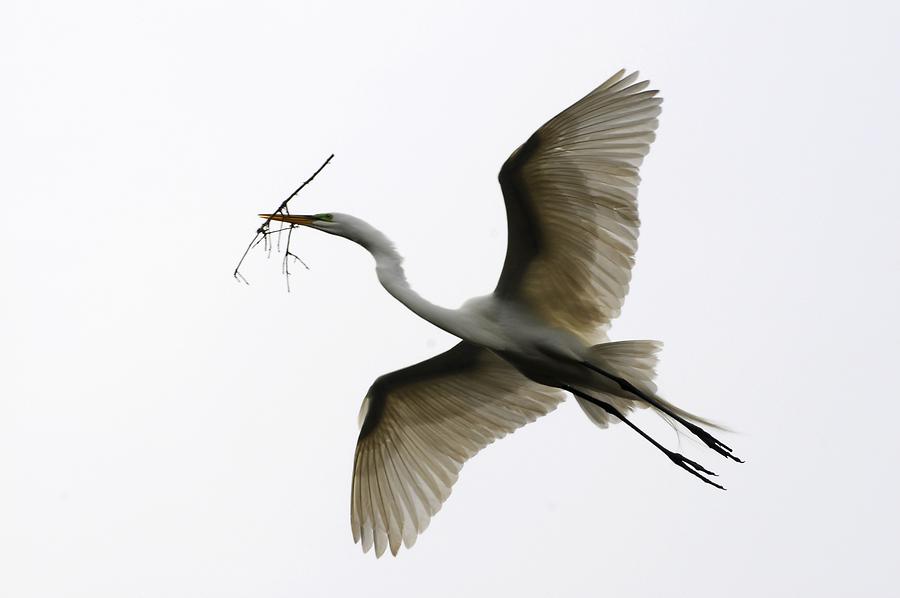 St. Augustine Alligator Farm Zoological Park - Common Egret