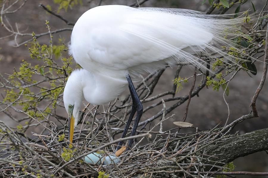 St. Augustine Alligator Farm Zoological Park - Common Egret