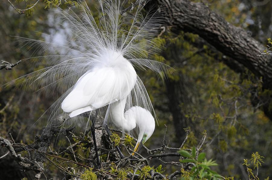 St. Augustine Alligator Farm Zoological Park - Common Egret