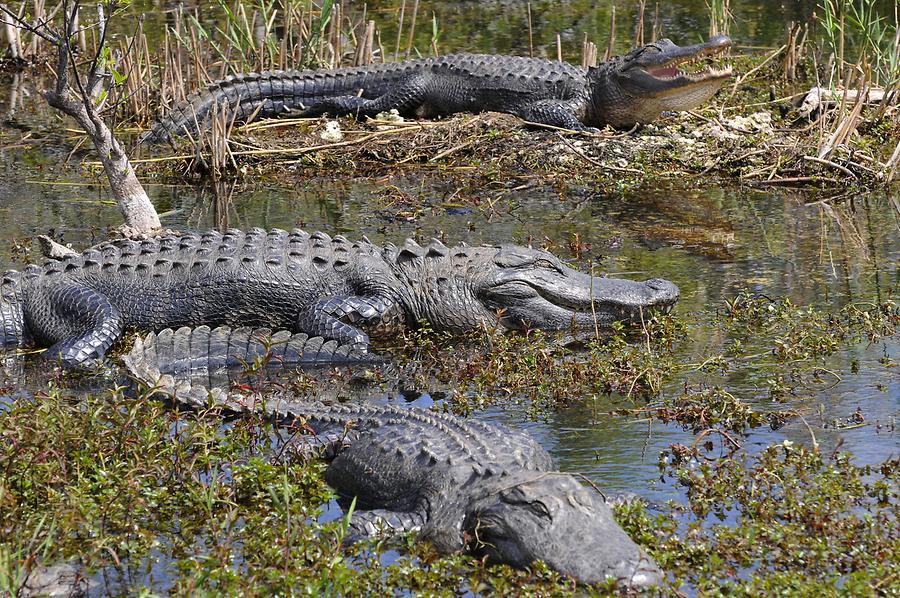 Alligators