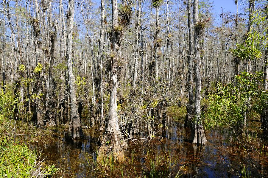 Big Cypress National Preserve