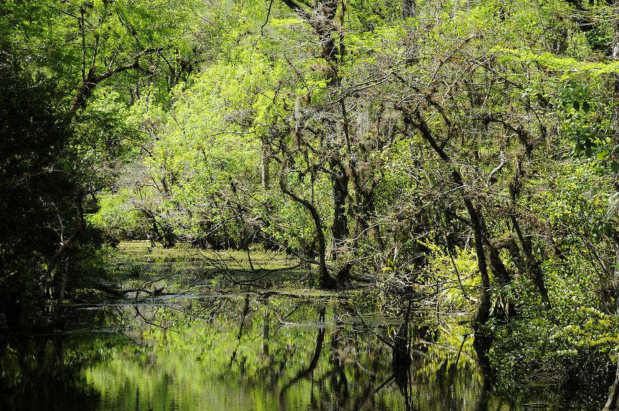 Big Cypress National Preserve - Hammock