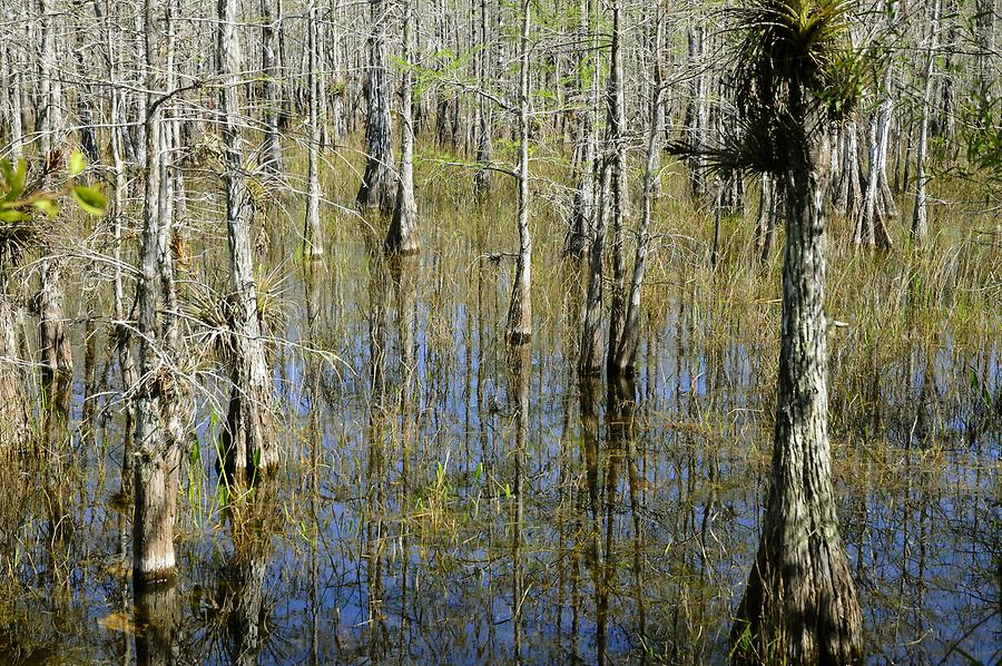 Big Cypress National Preserve - Hammock