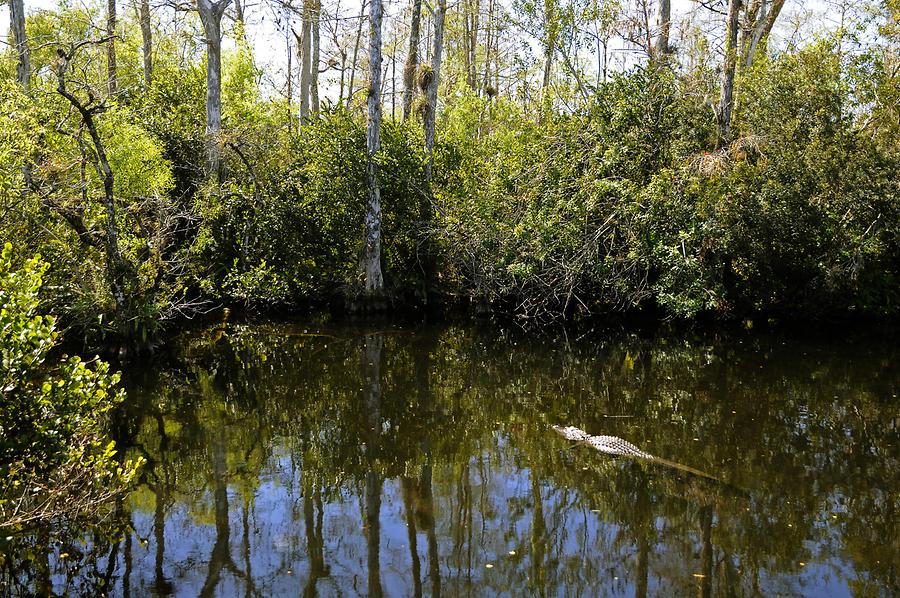 Big Cypress National Preserve - Hammock