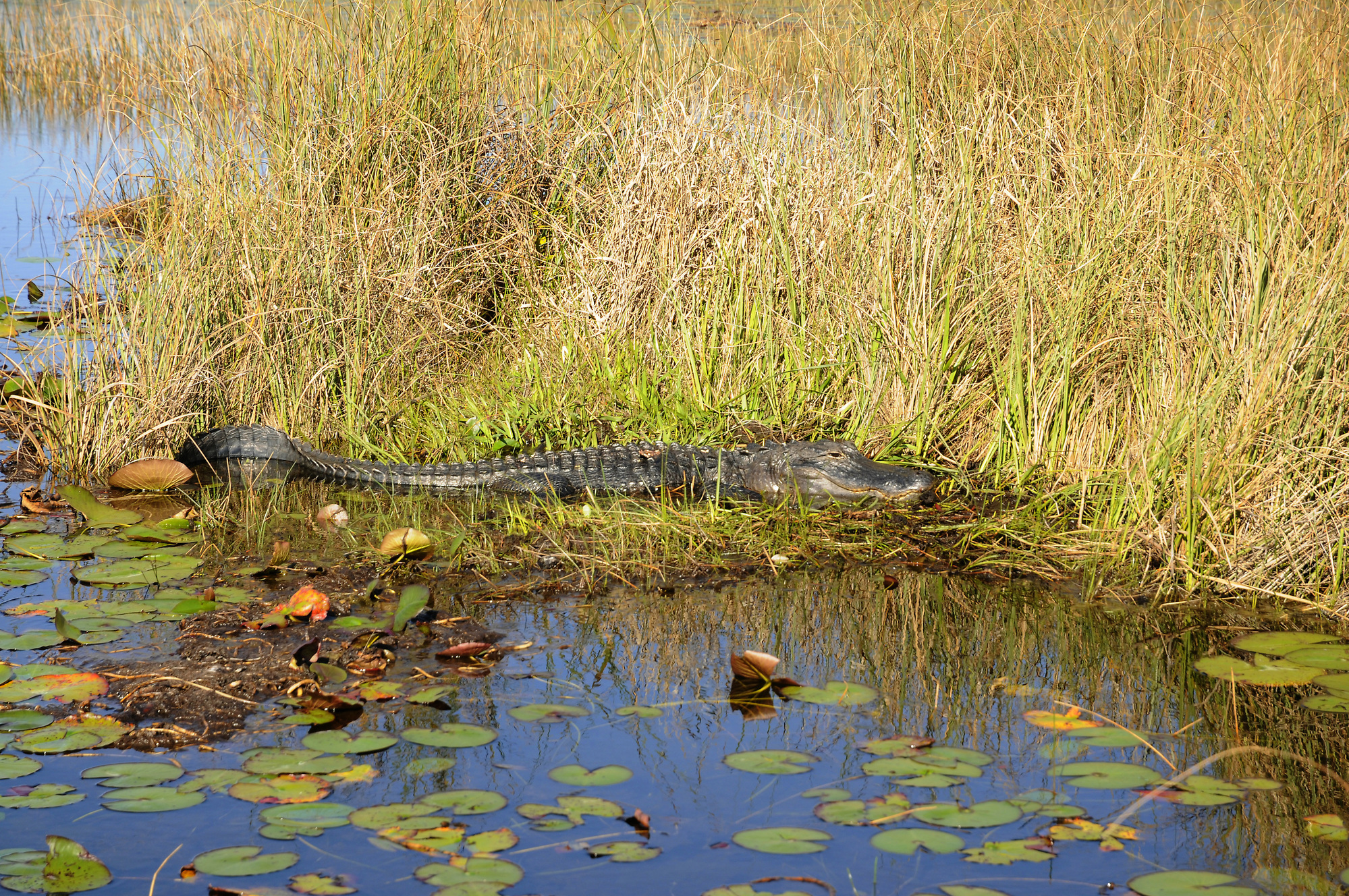 Крокодил в водоеме. Эверглейдс крокодилы. Эверглейдс национальный парк. Everglades болота. Пресноводные болота Эверглейдс.
