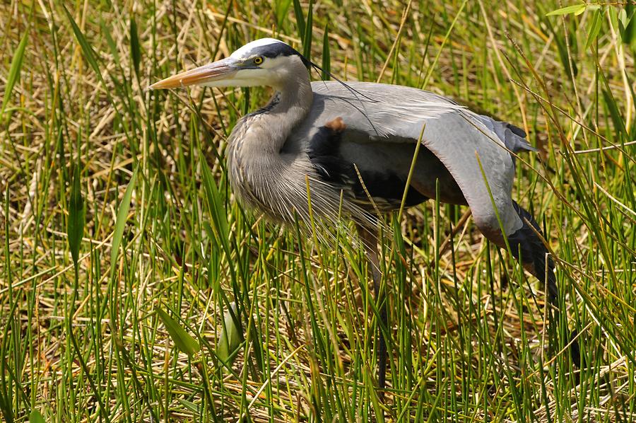 Everglades National Park - Heron