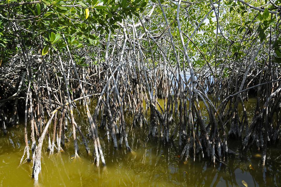 Everglades National Park - Mangroves