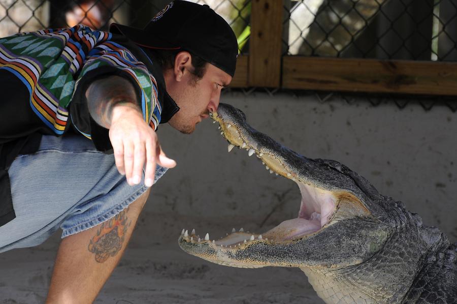 Everglades National Park - Miccosukee Village; Alligator Show