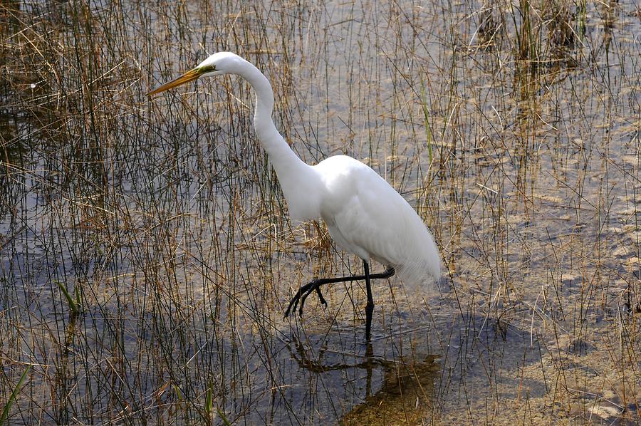 Everglades National Park - Water Bird