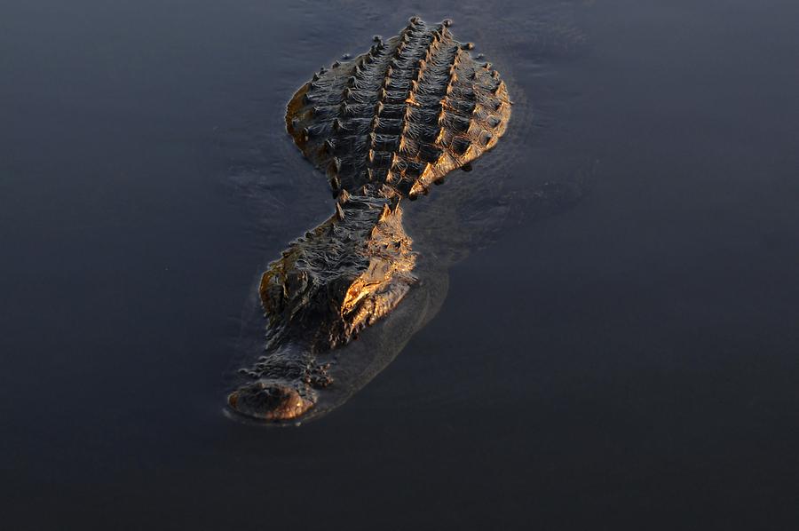 Everglades National Park at Sunrise - Alligator