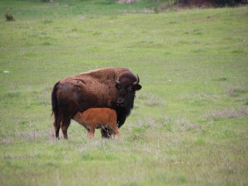 Bisons near Post Falls