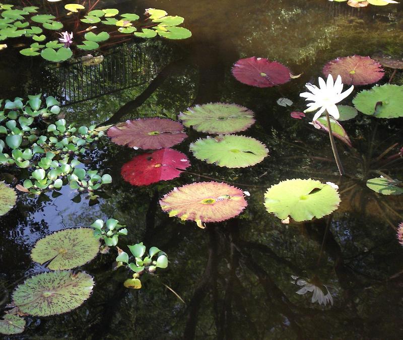 Lily pond